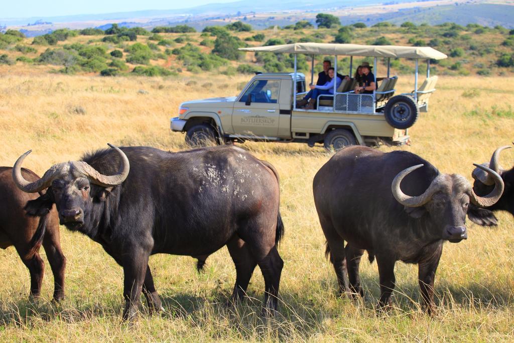 Botlierskop Private Game Reserve Villa Reebok Exterior foto